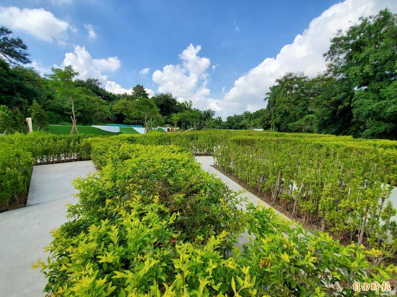 鴛鴦綠籬迷宮以上千棵灌木打造，體驗叢林探險的樂趣。（記者陳文嬋攝） 